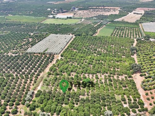 30 DÖNÜM DAMLAMA SULAMA SİSTEMLİ NARENCİYE BAHÇESİ