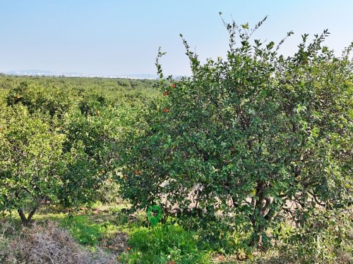  AKDAM MAHALLESİNDE 13 DÖNÜM VERİMLİ NARENCİYE BAHÇESİ