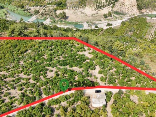 YENİŞEHİR KARAHACILI 18 DÖNÜM SATILIK LİMON BAHÇESİ